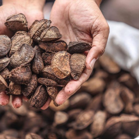 Em 2023, Fapespa investe mais de R$ 11,3 milhões em projetos alinhados à bioeconomia