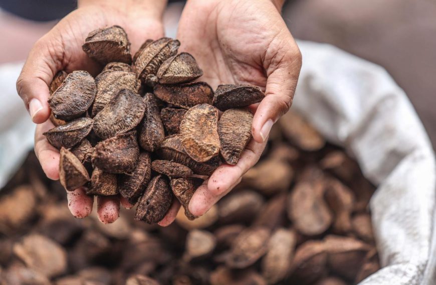 Em 2023, Fapespa investe mais de R$ 11,3 milhões em projetos alinhados à bioeconomia