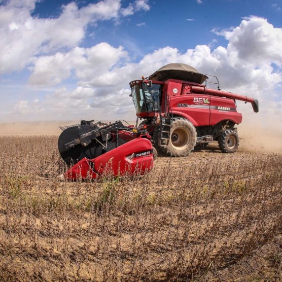 Estudo da Fapespa mostra produção vegetal paraense acima da média nacional