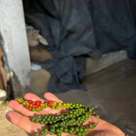 Pesquisa financiada pelo Governo aumenta tempo de validade da pimenta-do-reino