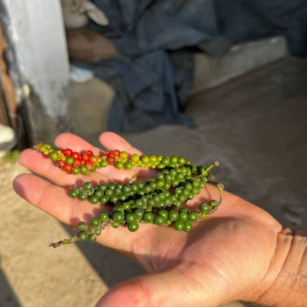 Pesquisa financiada pelo Governo aumenta tempo de validade da pimenta-do-reino