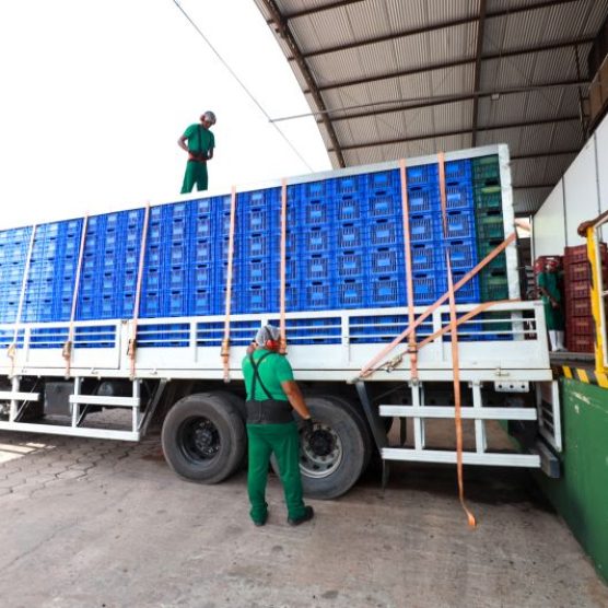 Pará exporta mais de 61 mil toneladas de açaí por ano, aponta Fapespa