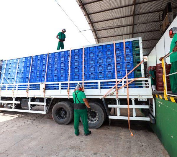 Pará exporta mais de 61 mil toneladas de açaí por ano, aponta Fapespa