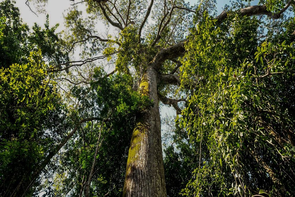 Em parceria com o BID, Iniciativa Amazônia+10 lança programa de residência na Amazônia Legal