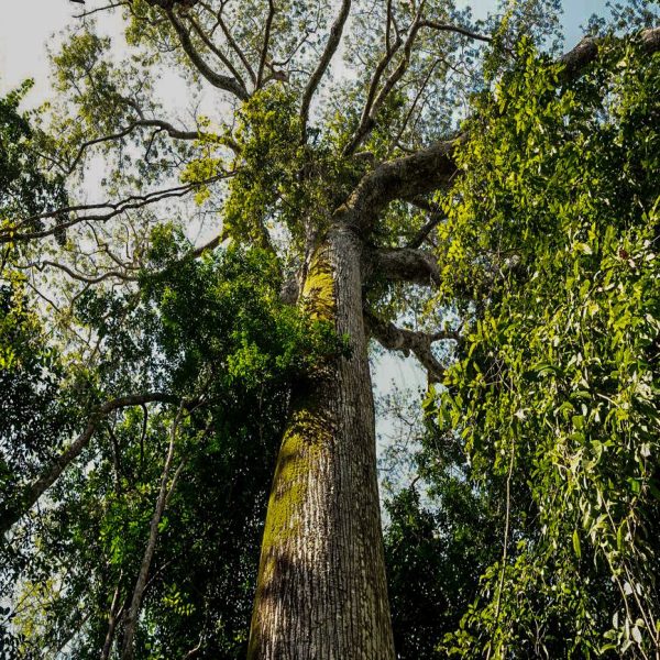 Em parceria com o BID, Iniciativa Amazônia+10 lança programa de residência na Amazônia Legal