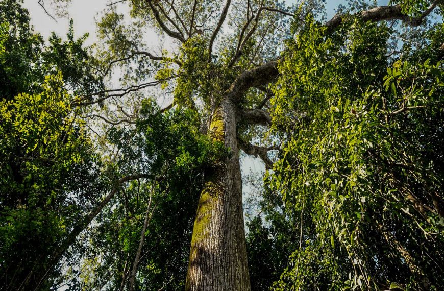 Em parceria com o BID, Iniciativa Amazônia+10 lança programa de residência na Amazônia Legal