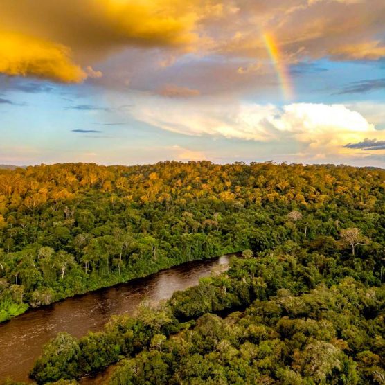 Iniciativa Amazônia+10 divulga resultados preliminares da chamada Expedições Científicas