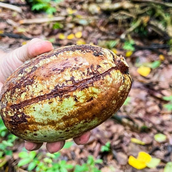 Com destaque mundial, cacau produzido no Pará gera desenvolvimento com sustentabilidade