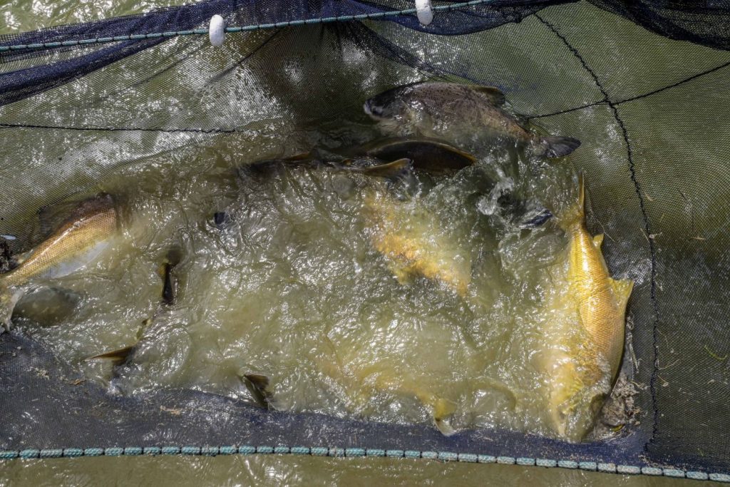 Fapespa prorroga período de submissão para Programa Jovem Cientista da Pesca Artesanal