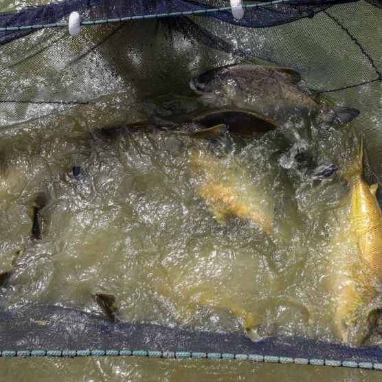 Fapespa prorroga período de submissão para Programa Jovem Cientista da Pesca Artesanal