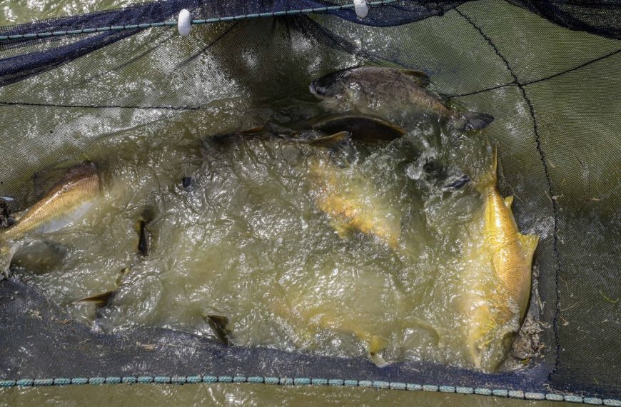 Fapespa prorroga período de submissão para Programa Jovem Cientista da Pesca Artesanal