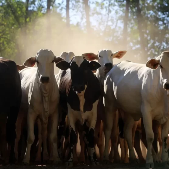 Em 2025, Pará será o Estado com o terceiro maior crescimento econômico do Brasil