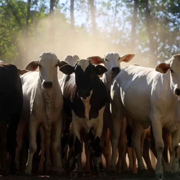 Em 2025, Pará será o Estado com o terceiro maior crescimento econômico do Brasil