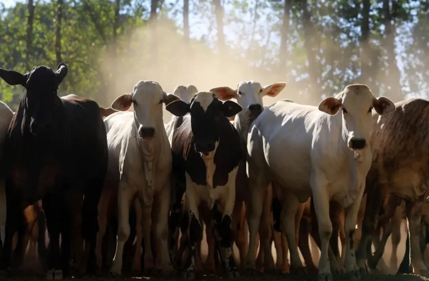 Em 2025, Pará será o Estado com o terceiro maior crescimento econômico do Brasil