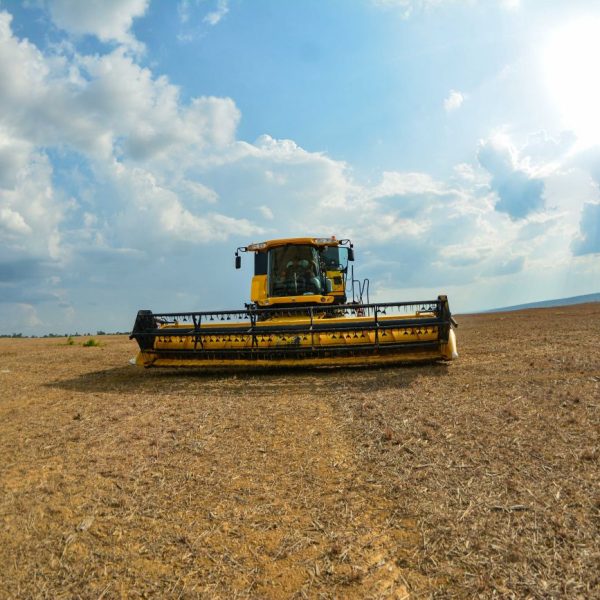 Pará lidera produção de açaí, mandioca, cacau e criação de búfalos