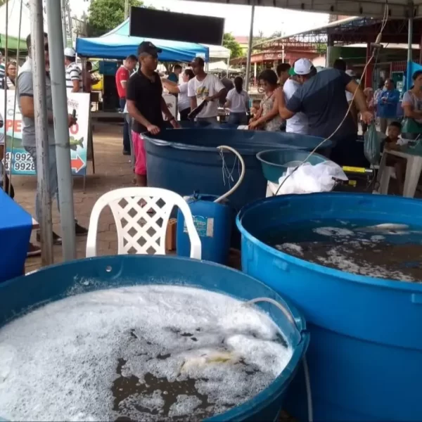 Produção pesqueira triplica no Pará, aponta Fapespa