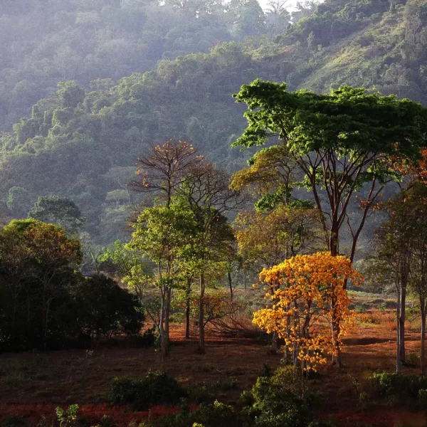 Pará registra redução de quase 30% das emissões de gases poluentes nos últimos 20 anos