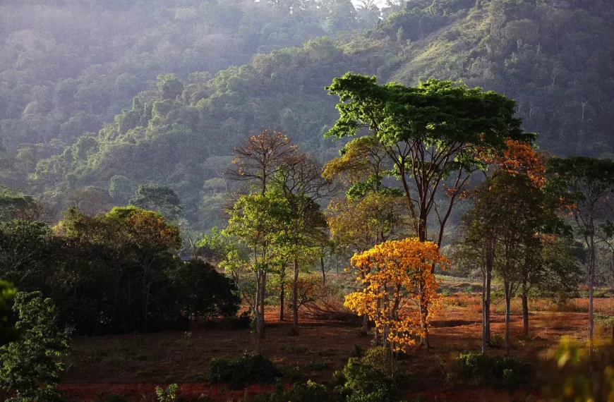 Pará registra redução de quase 30% das emissões de gases poluentes nos últimos 20 anos