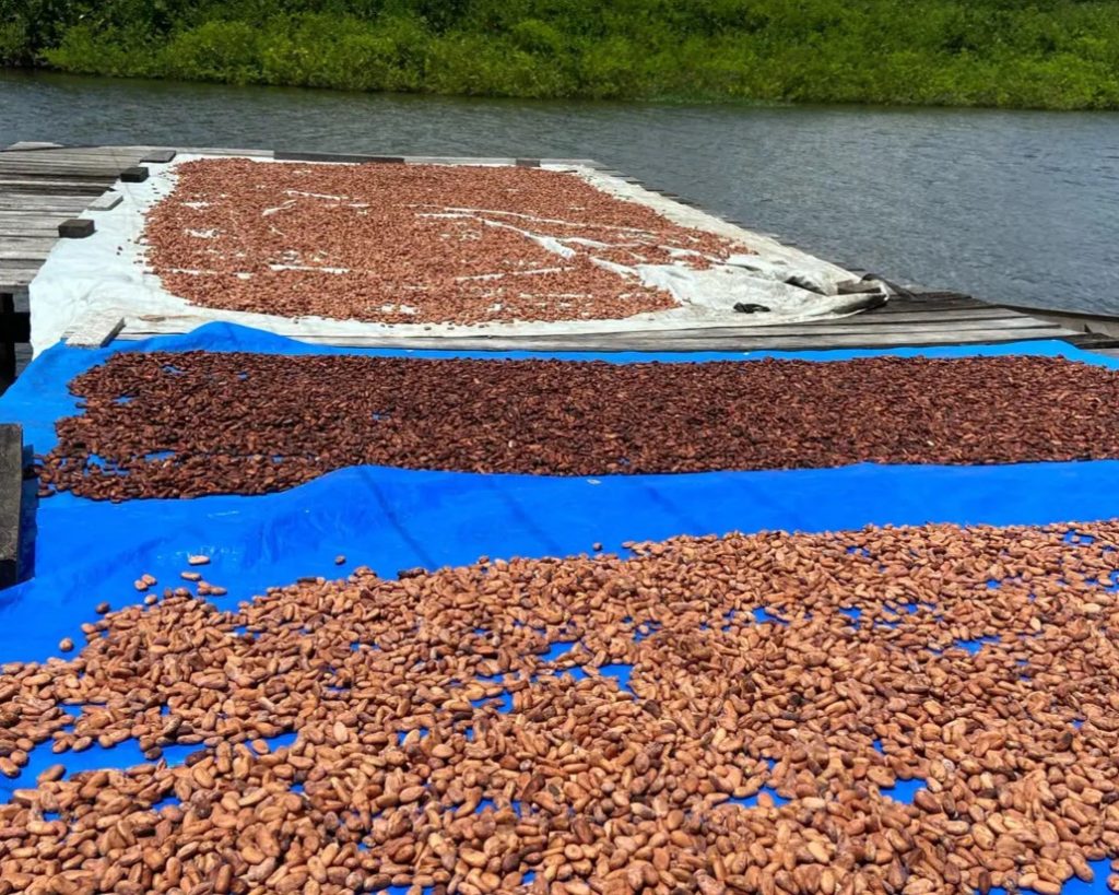 Projeto financiado pela Fapespa fomenta beneficiamento e qualidade do cacau nativo de várzea