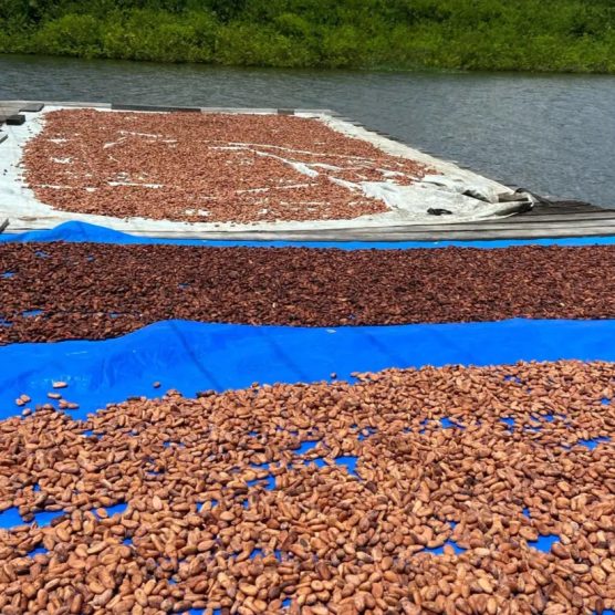 Projeto financiado pela Fapespa fomenta beneficiamento e qualidade do cacau nativo de várzea
