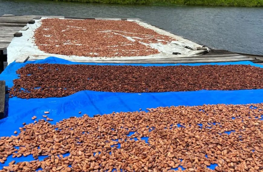 Projeto financiado pela Fapespa fomenta beneficiamento e qualidade do cacau nativo de várzea