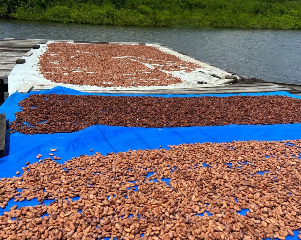 Projeto financiado pela Fapespa fomenta beneficiamento e qualidade do cacau nativo de várzea