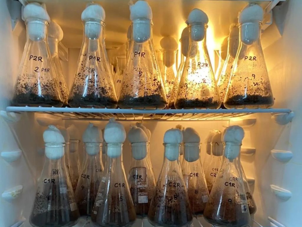 Projeto de aproveitamento de amêndoas da Amazônia produz óleos e essências de alto valor