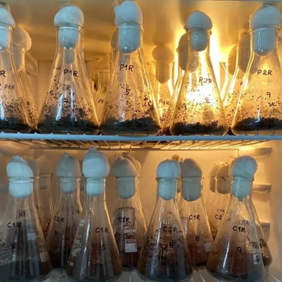 Projeto de aproveitamento de amêndoas da Amazônia produz óleos e essências de alto valor