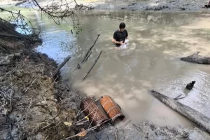 Inovação tecnológica fomenta produção sustentável do camarão-da-Amazônia