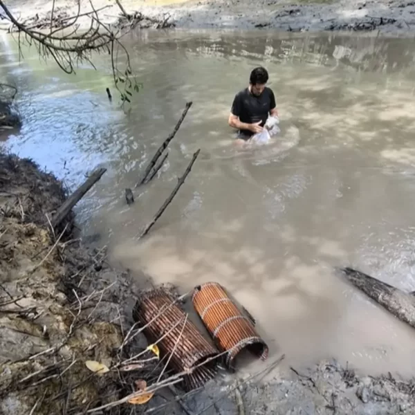 Inovação tecnológica fomenta produção sustentável do camarão-da-Amazônia