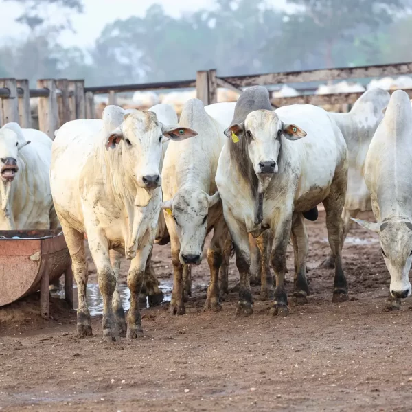 Pará consolida protagonismo nacional na agropecuária, aponta Boletim Agropecuário