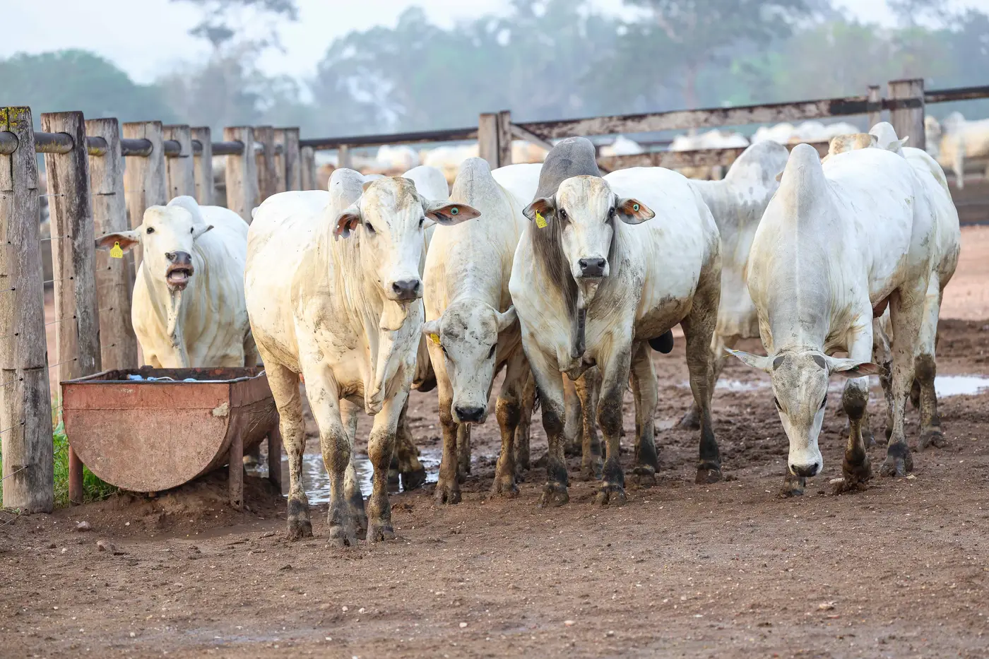 Pará consolida protagonismo nacional na agropecuária, aponta Boletim Agropecuário