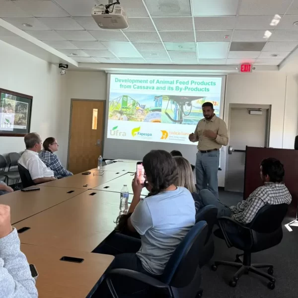 Pesquisa desenvolve alimentação animal a partir do processamento da mandioca