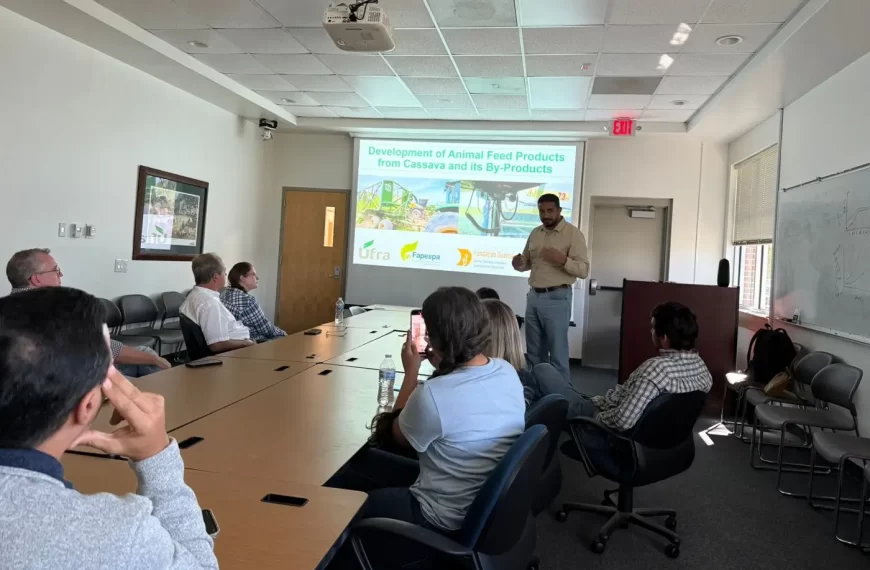 Pesquisa desenvolve alimentação animal a partir do processamento da mandioca