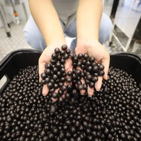 Estudo da Fapespa revela que Pará detém 93,8% do valor da produção nacional de açaí