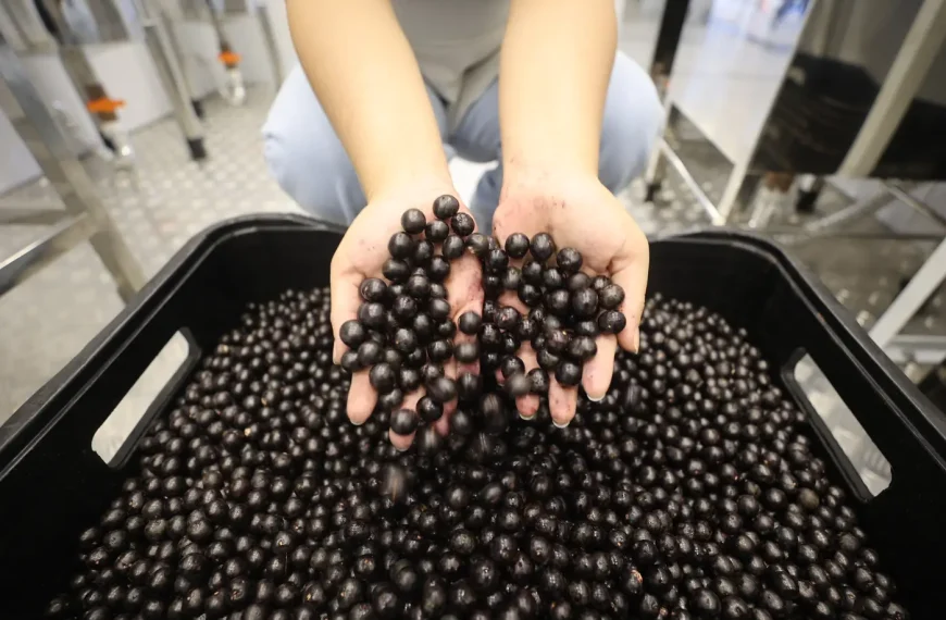 Estudo da Fapespa revela que Pará detém 93,8% do valor da produção nacional de açaí