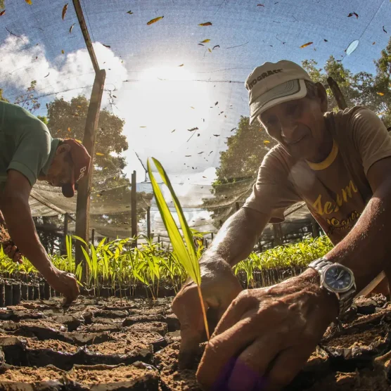 Bioeconomia movimenta R$ 13,5 bilhões e reforça papel da sociobiodiversidade na economia do Pará