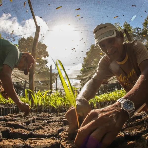 Bioeconomia movimenta R$ 13,5 bilhões e reforça papel da sociobiodiversidade na economia do Pará