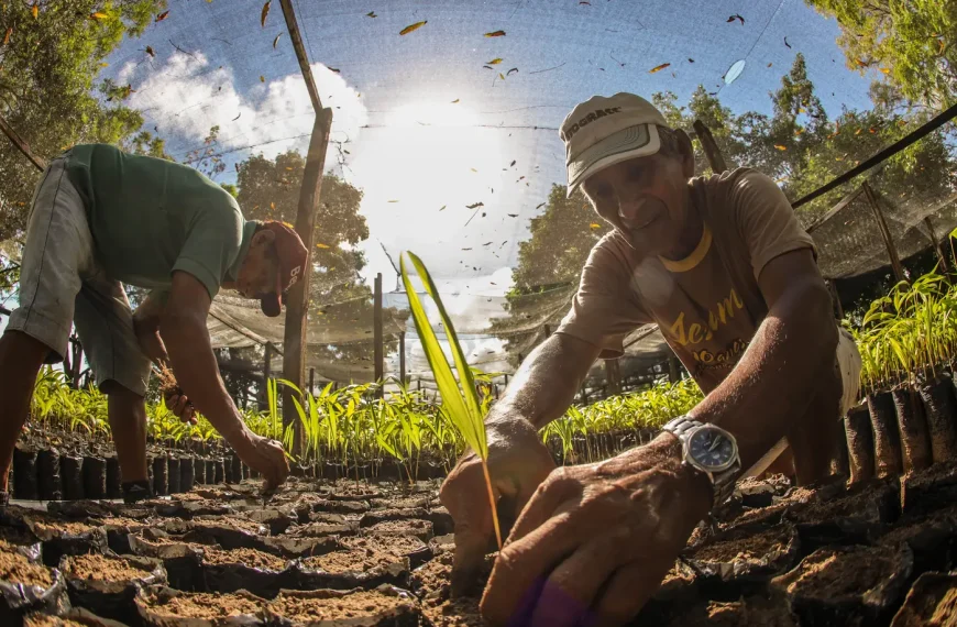 Bioeconomia movimenta R$ 13,5 bilhões e reforça papel da sociobiodiversidade na economia do Pará