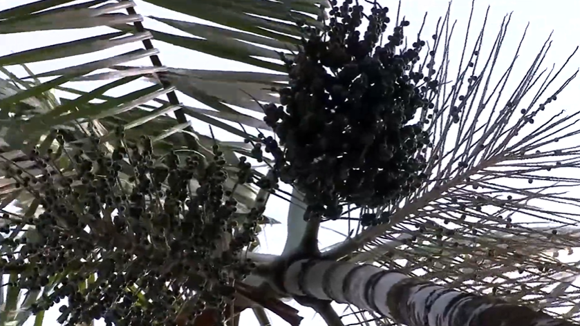 PIB do Pará cresce 5,72% e coloca o estado no topo da economia da Região Norte!