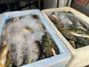 Consumo de peixe na Semana Santa reforça tradição e impulsiona cadeia produtiva no Pará