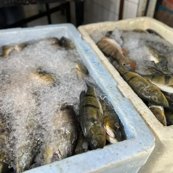 Consumo de peixe na Semana Santa reforça tradição e impulsiona cadeia produtiva no Pará