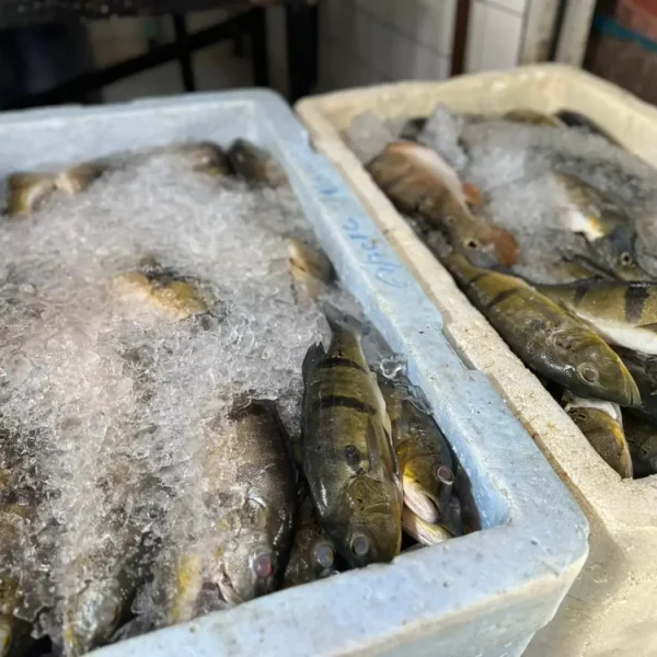 Consumo de peixe na Semana Santa reforça tradição e impulsiona cadeia produtiva no Pará