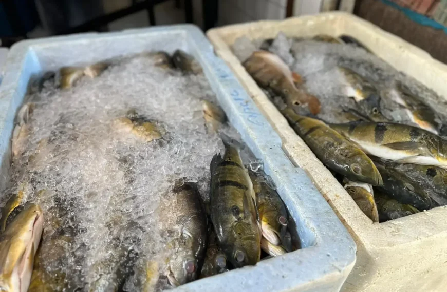 Consumo de peixe na Semana Santa reforça tradição e impulsiona cadeia produtiva no Pará