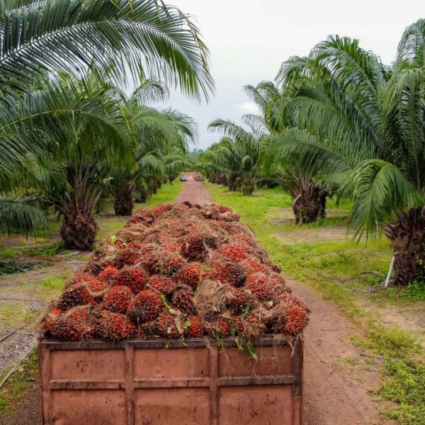 Pará é o maior produtor de dendê do Brasil, com um crescimento histórico do setor