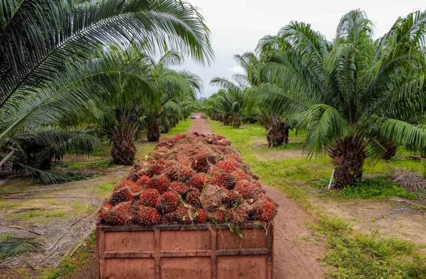 Pará é o maior produtor de dendê do Brasil, com um crescimento histórico do setor