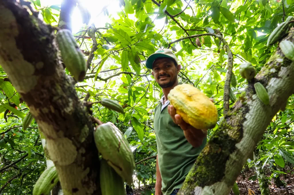Bioeconomia da sociobiodiversidade movimenta mais de R$ 13 bilhões por ano no Pará, aponta estudo inédito