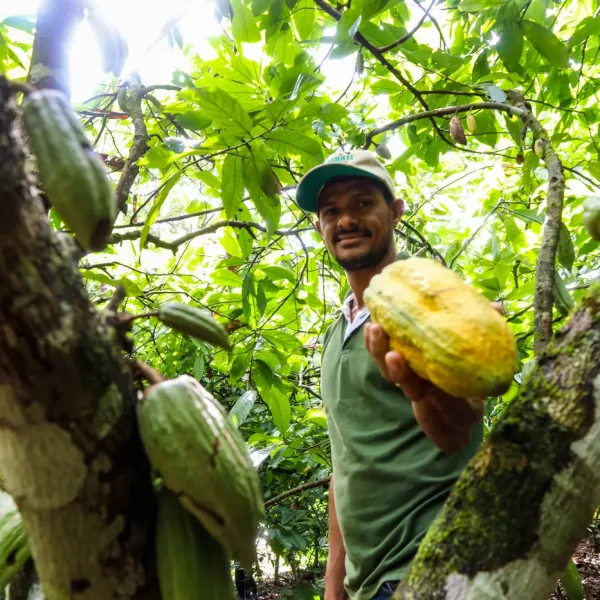 Bioeconomia da sociobiodiversidade movimenta mais de R$ 13 bilhões por ano no Pará, aponta estudo inédito