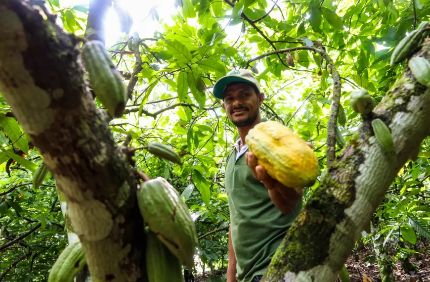 Bioeconomia da sociobiodiversidade movimenta mais de R$ 13 bilhões por ano no Pará, aponta estudo inédito