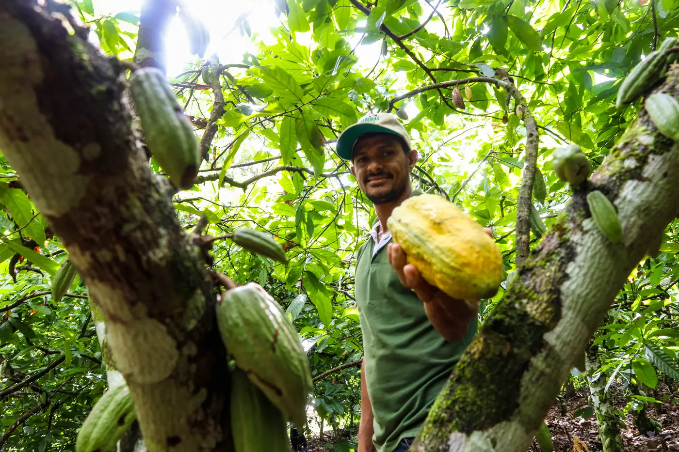 Bioeconomia da sociobiodiversidade movimenta mais de R$ 13 bilhões por ano no Pará, aponta estudo inédito